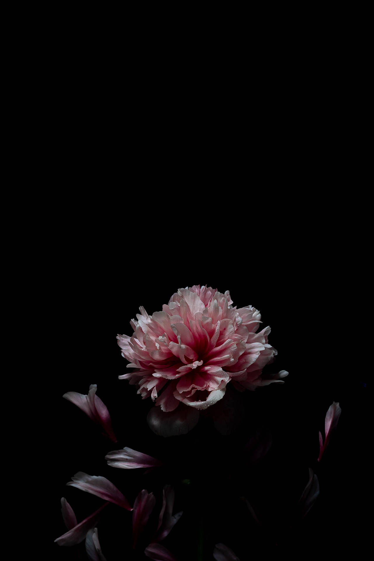 3171X4756 Amoled Wallpaper and Background