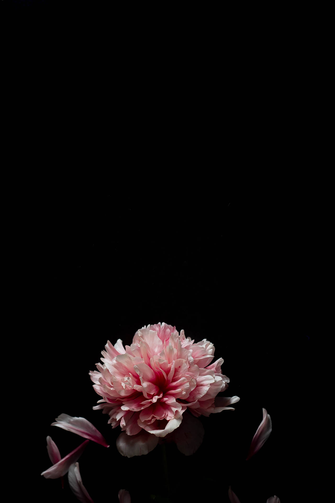 3233X4849 Amoled Wallpaper and Background