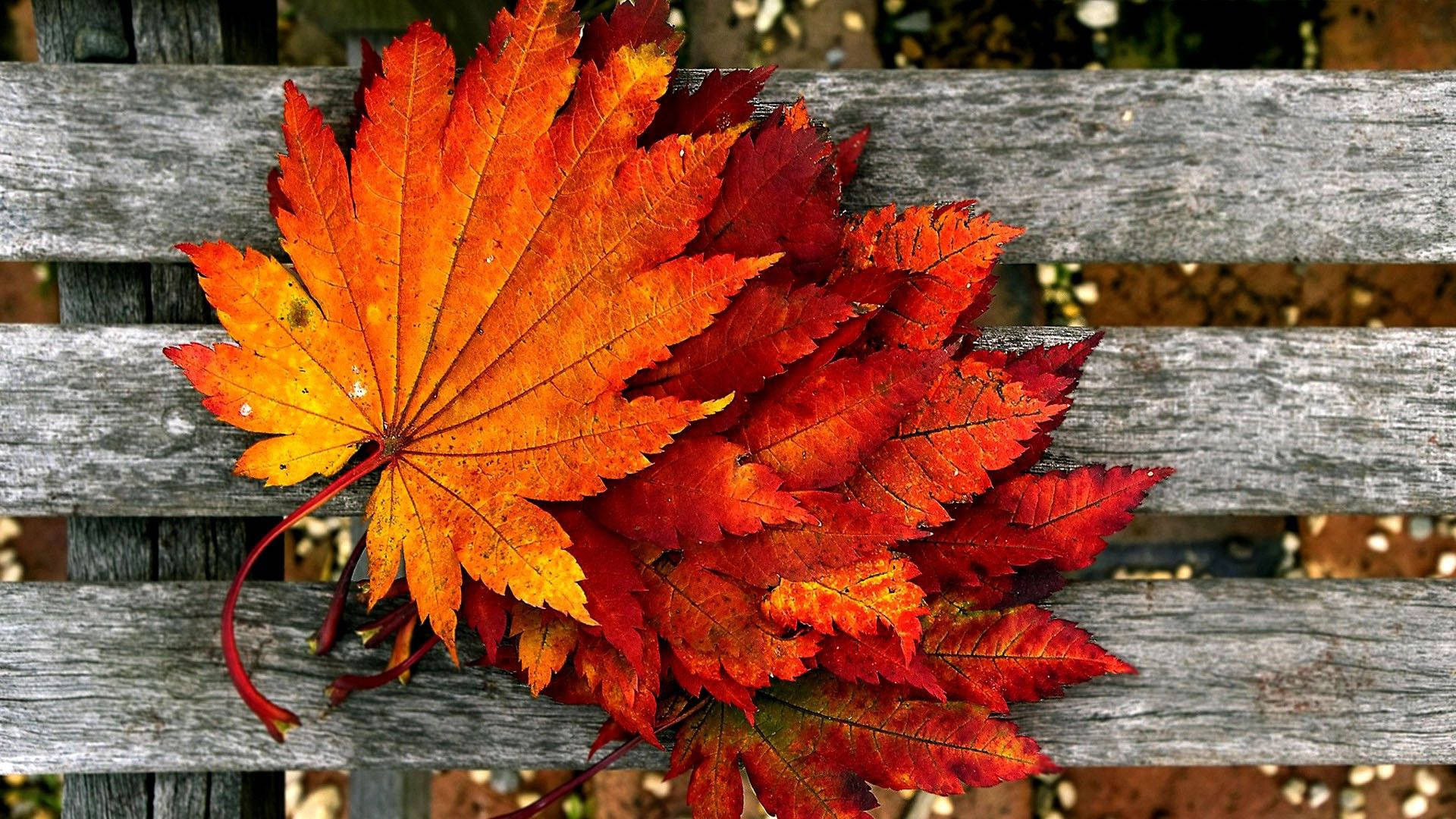 1920X1080 Autumn Wallpaper and Background