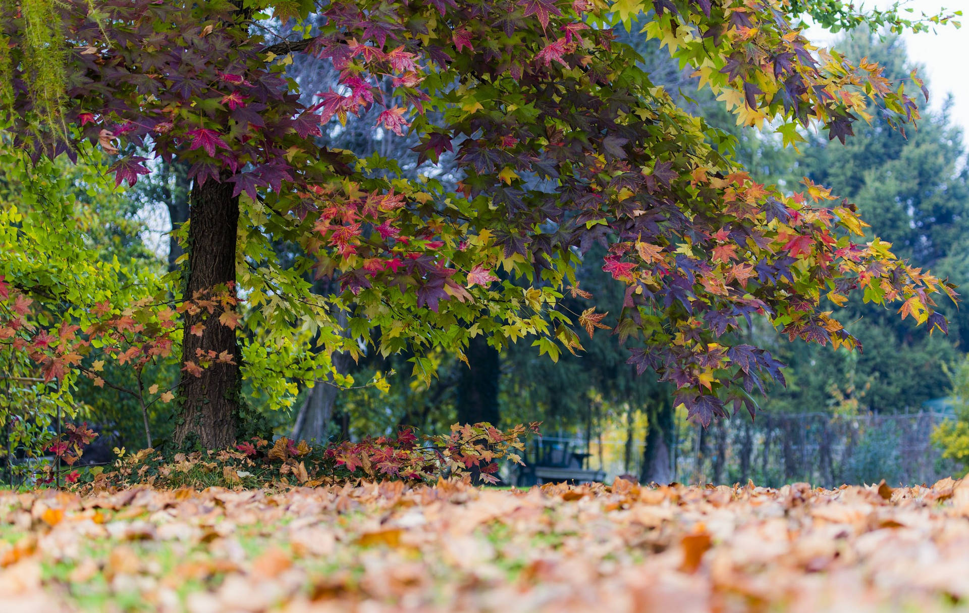 2048X1295 Autumn Wallpaper and Background