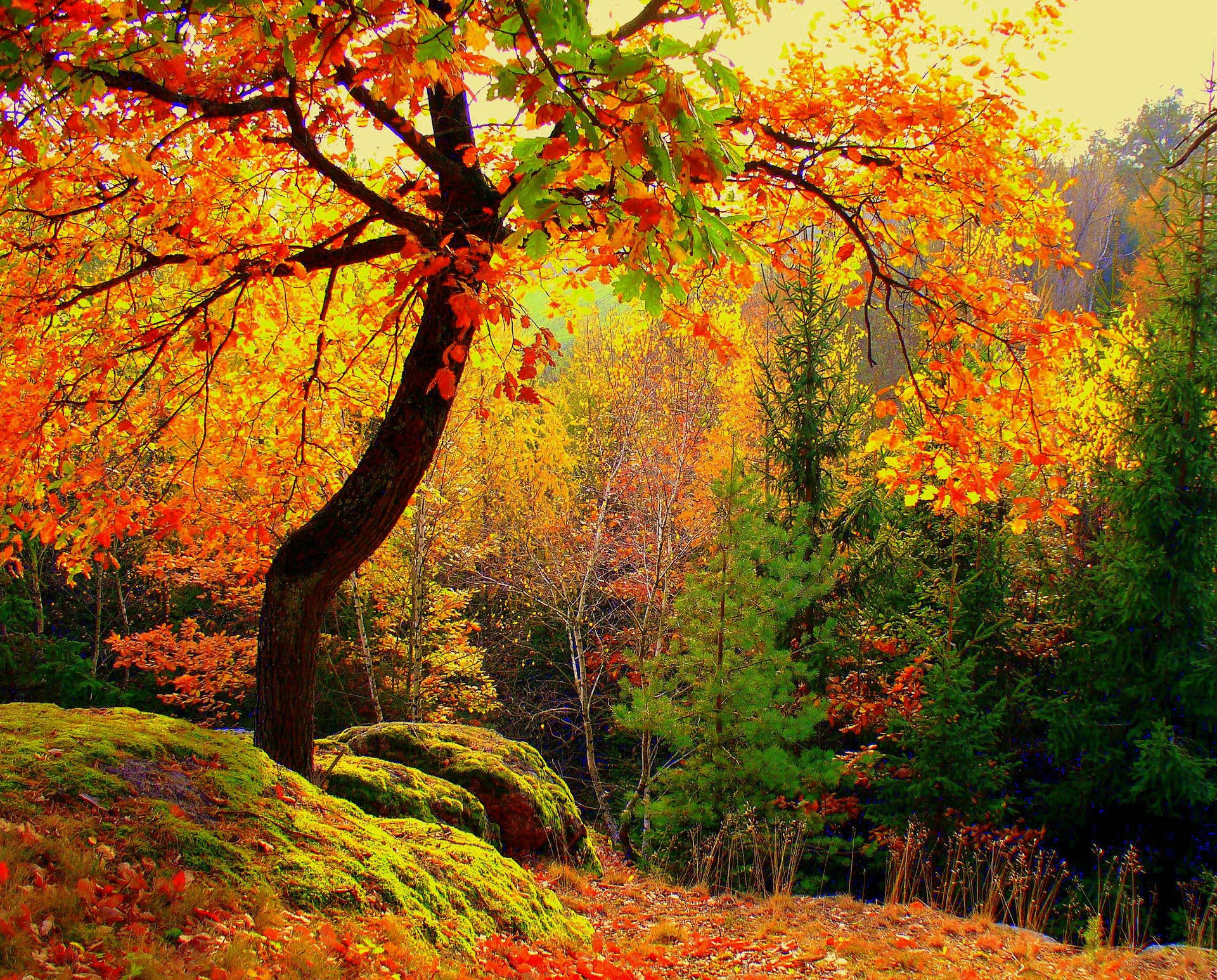 2357X1898 Autumn Wallpaper and Background