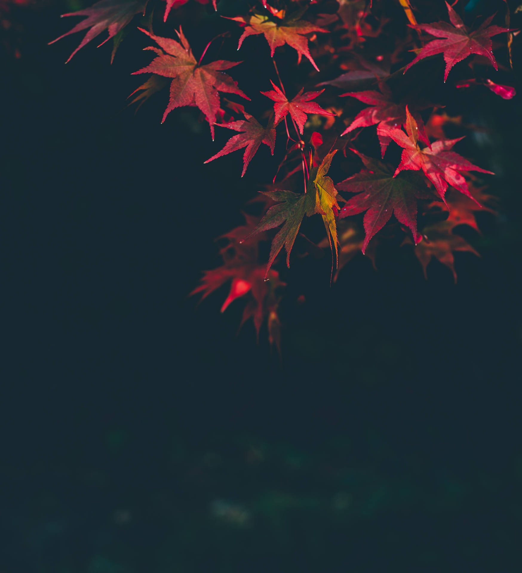3000X3296 Autumn Wallpaper and Background