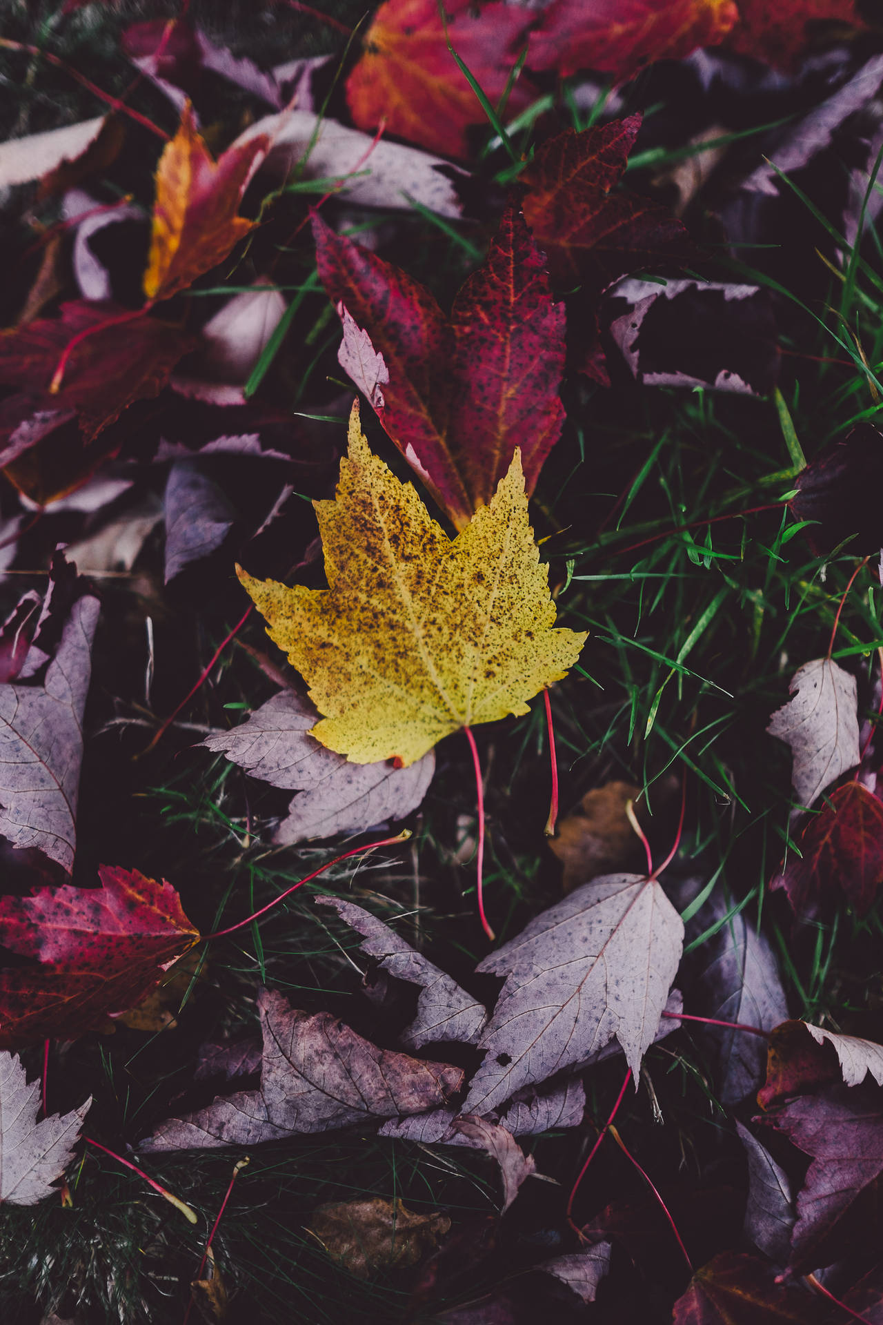 3000X4500 Autumn Wallpaper and Background