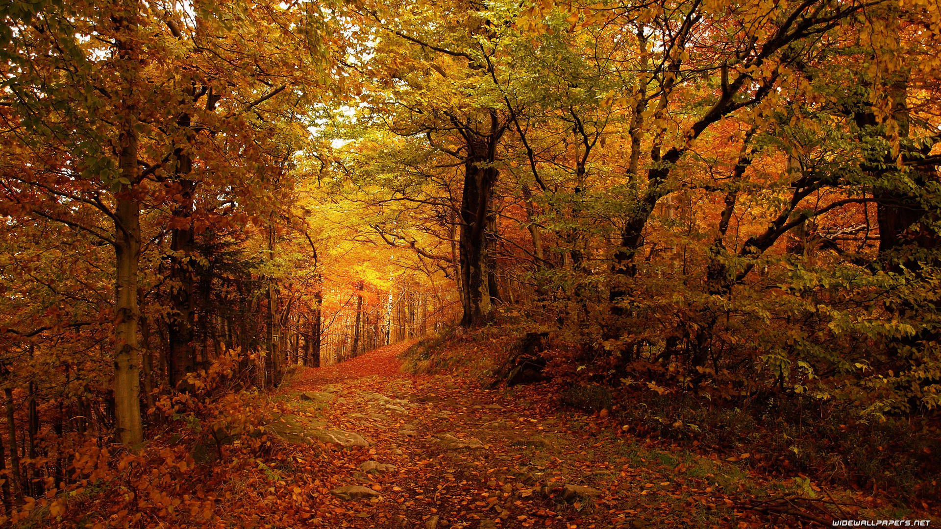 3840X2160 Autumn Wallpaper and Background