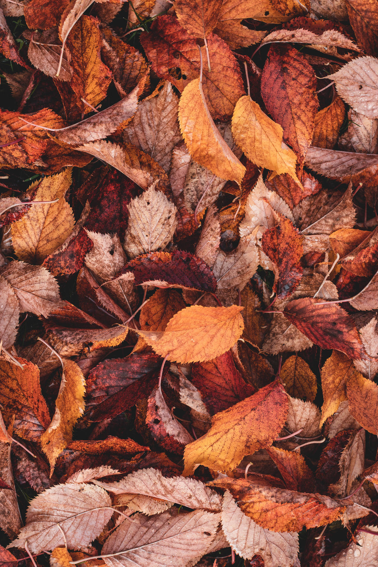 4000X6000 Autumn Wallpaper and Background