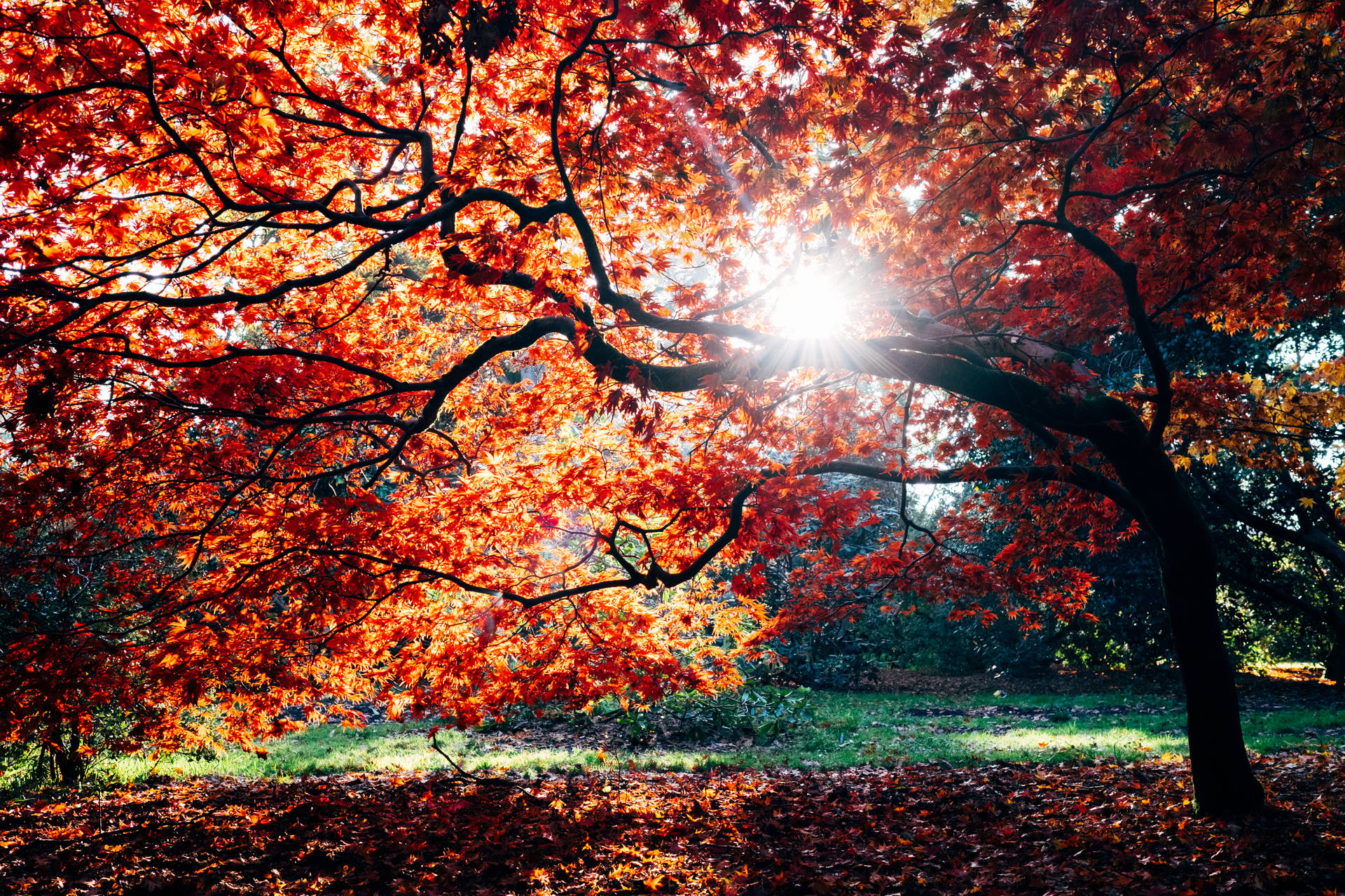 4896X3264 Autumn Wallpaper and Background
