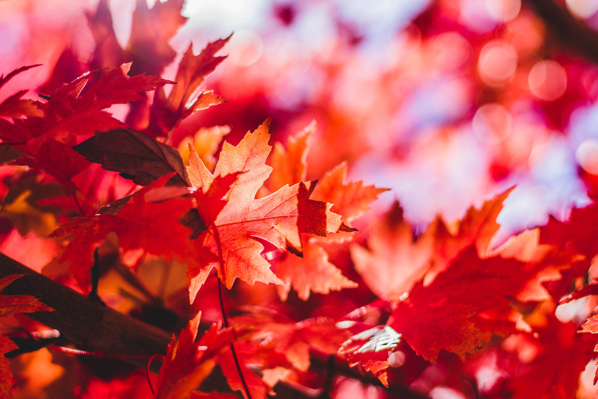 5184X3456 Autumn Wallpaper and Background