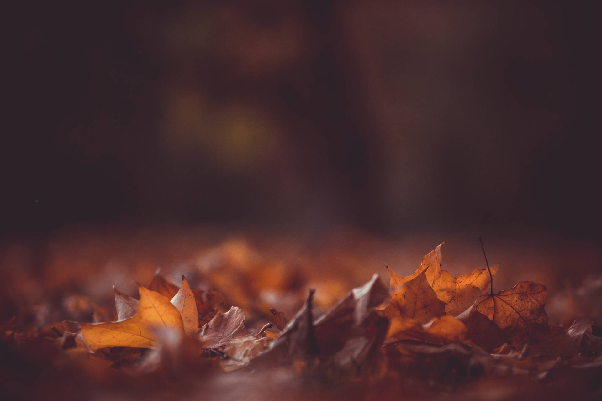 6000X4000 Autumn Wallpaper and Background
