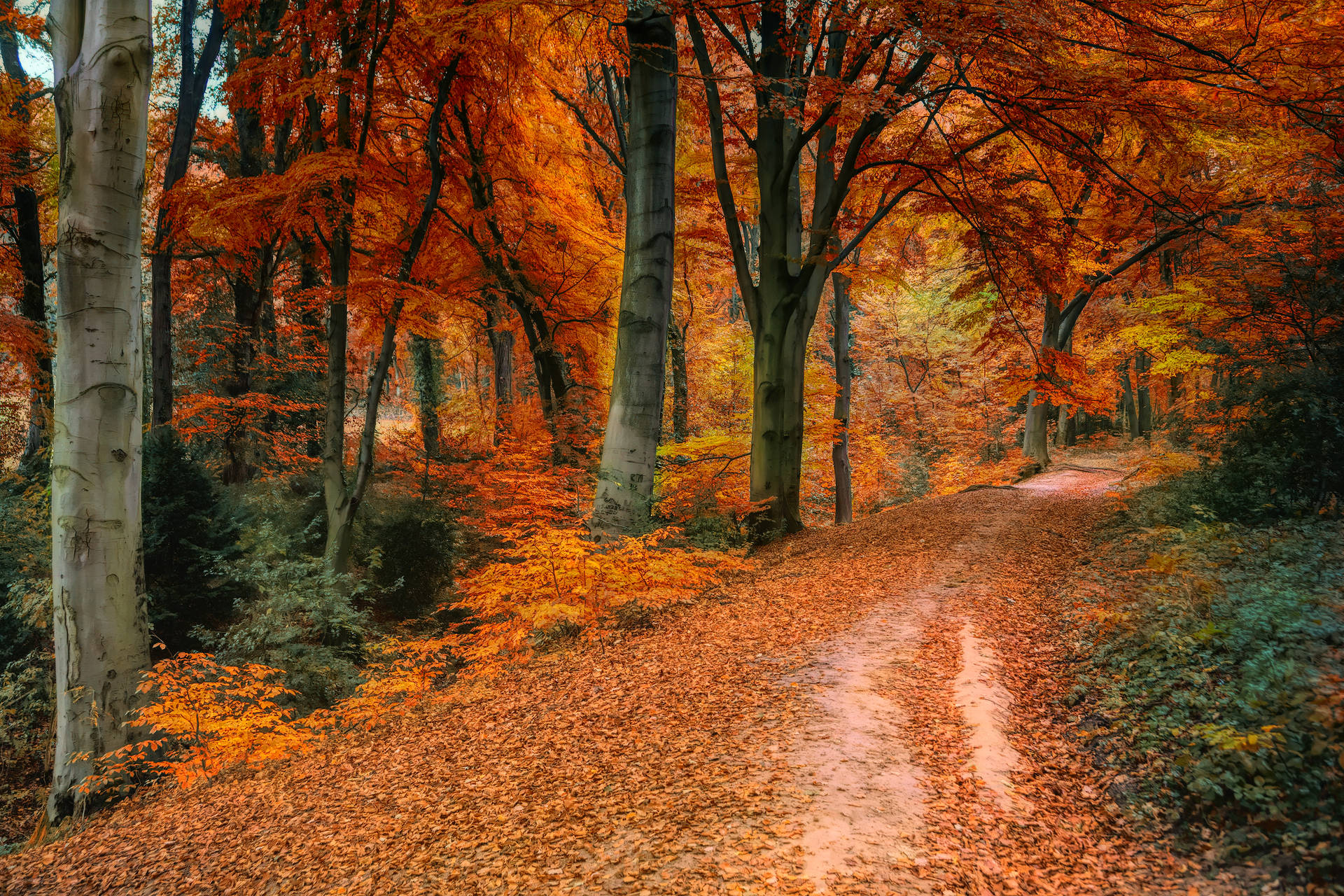 6000X4000 Autumn Wallpaper and Background