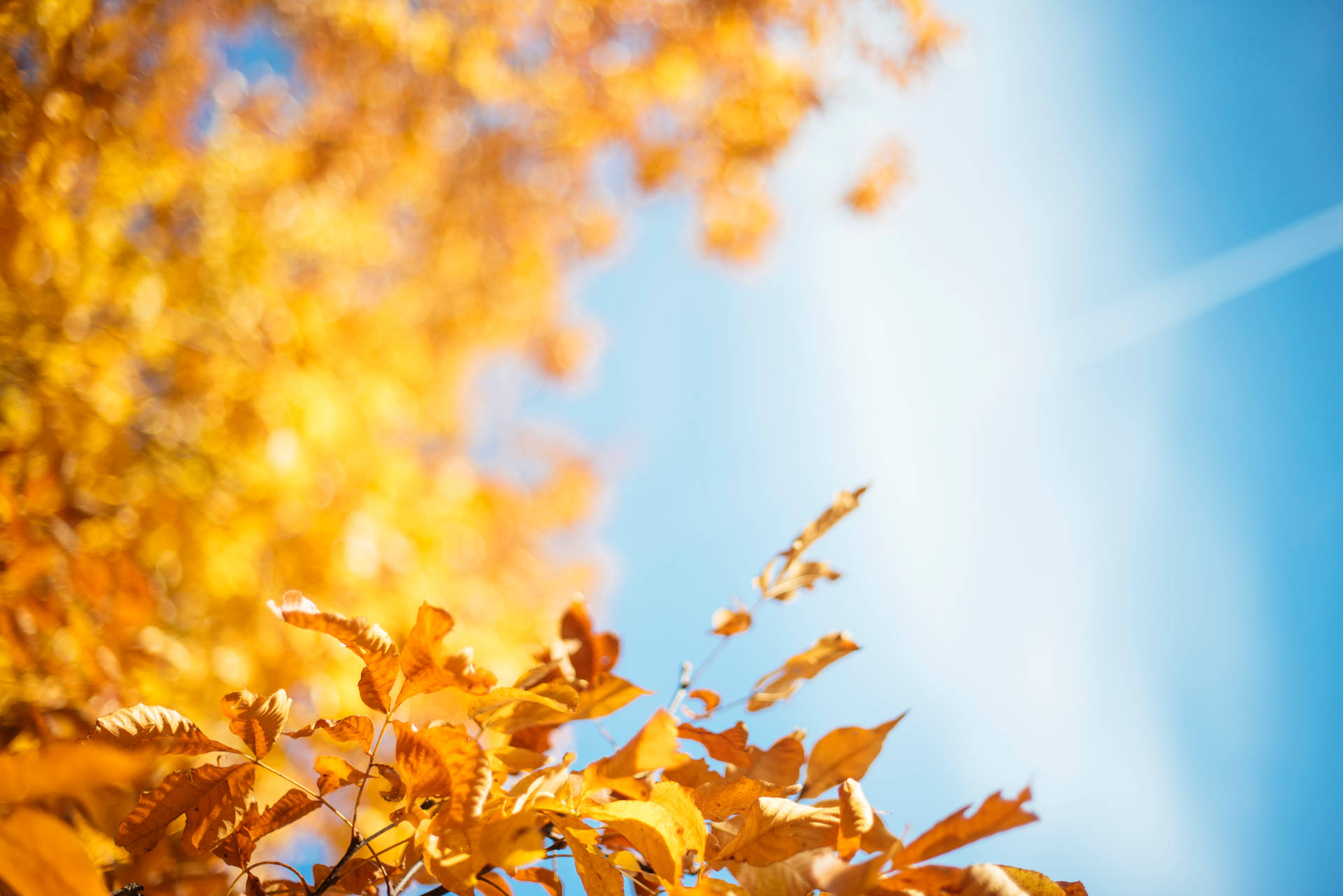 6016X4016 Autumn Wallpaper and Background