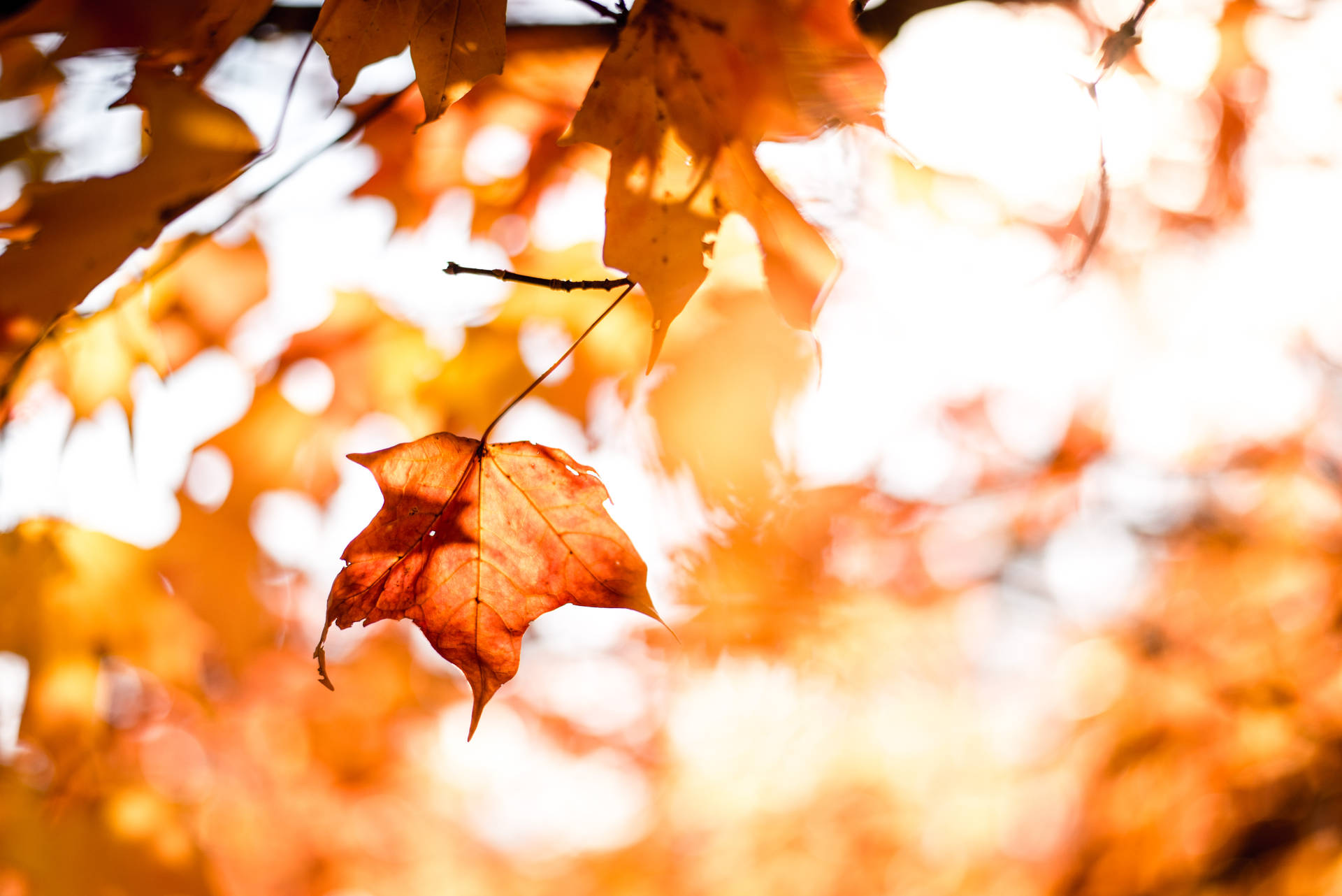 6016X4016 Autumn Wallpaper and Background