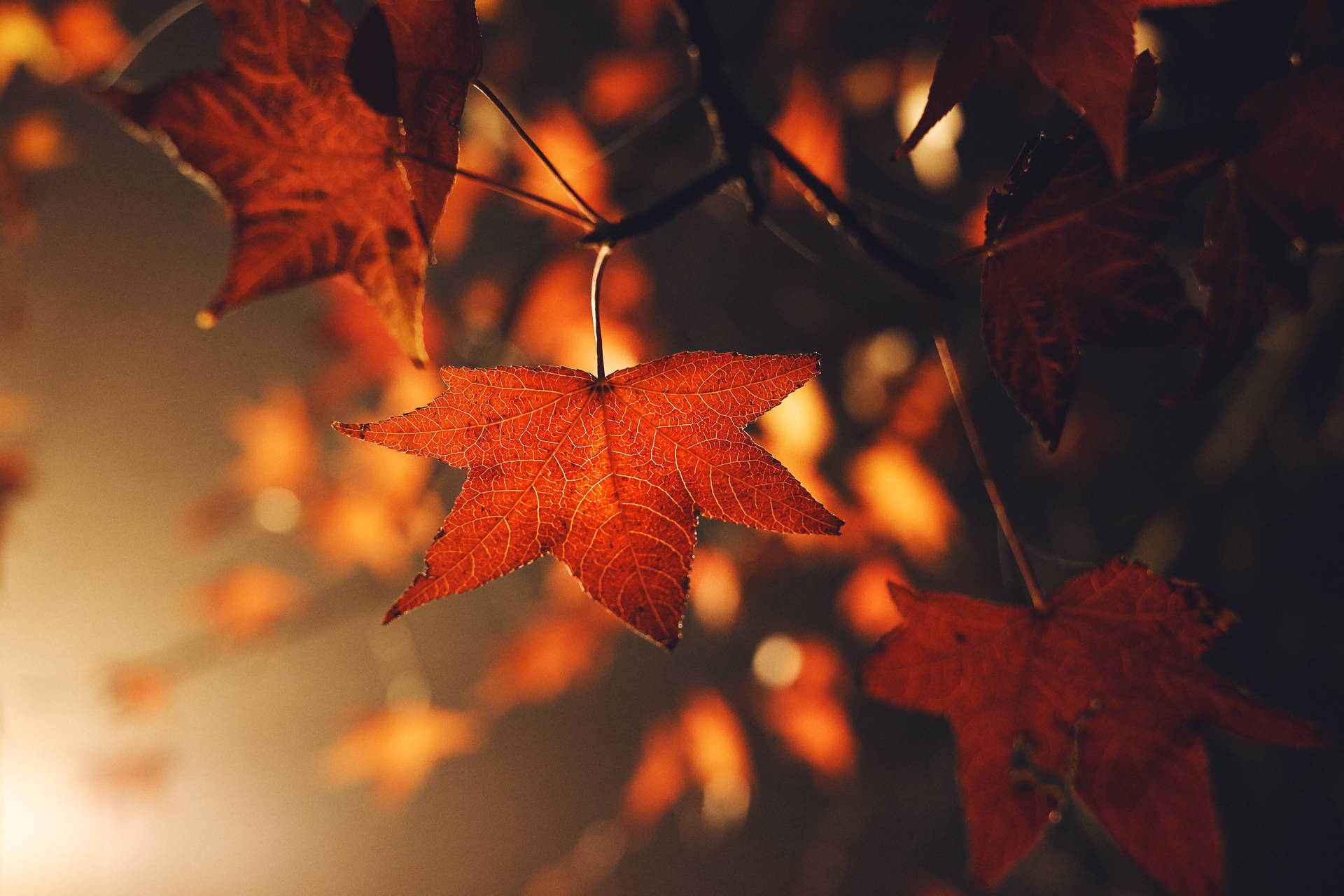 6240X4160 Autumn Wallpaper and Background