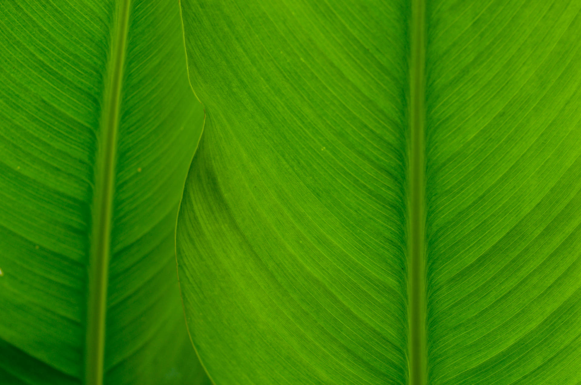 4288X2848 Banana Leaf Wallpaper and Background