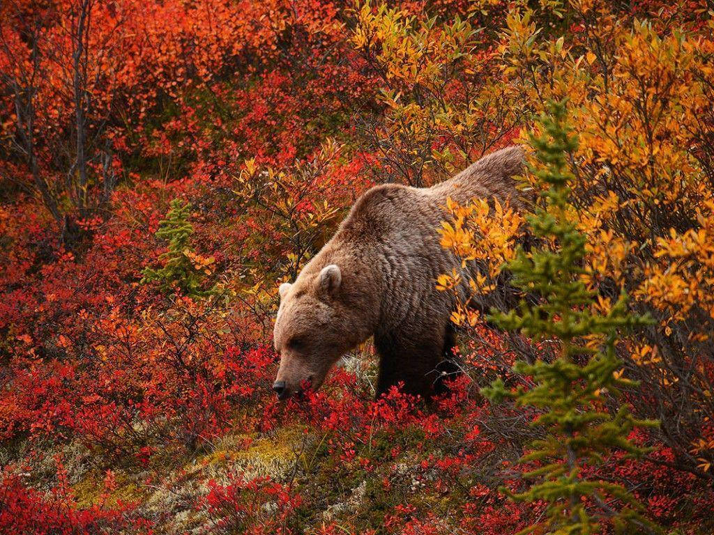 1024X768 Bear Wallpaper and Background