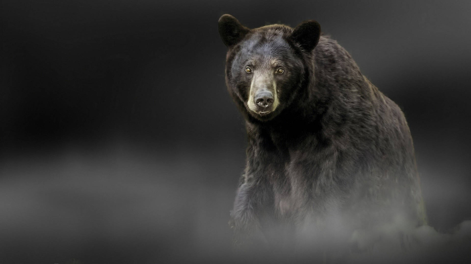 2560X1440 Bear Wallpaper and Background