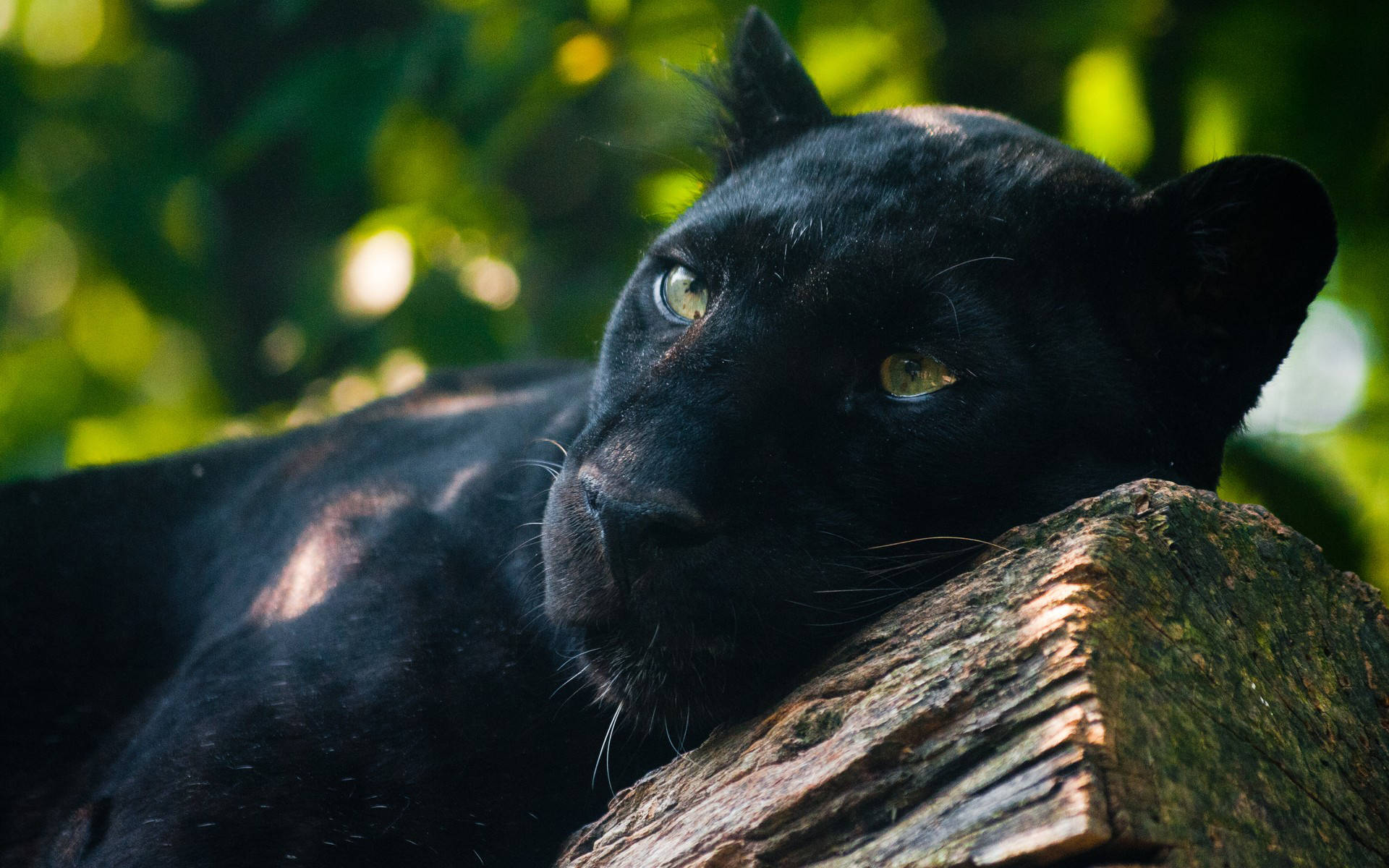 1920X1200 Black Panther Wallpaper and Background