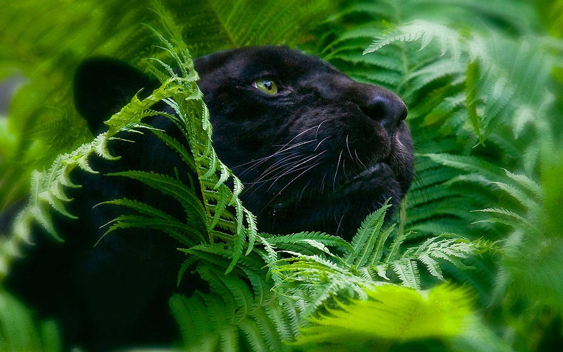1920X1200 Black Panther Wallpaper and Background