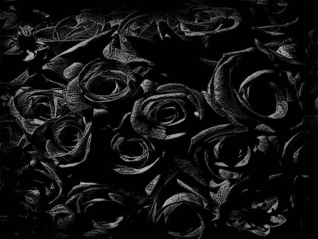 1024X768 Black Rose Wallpaper and Background