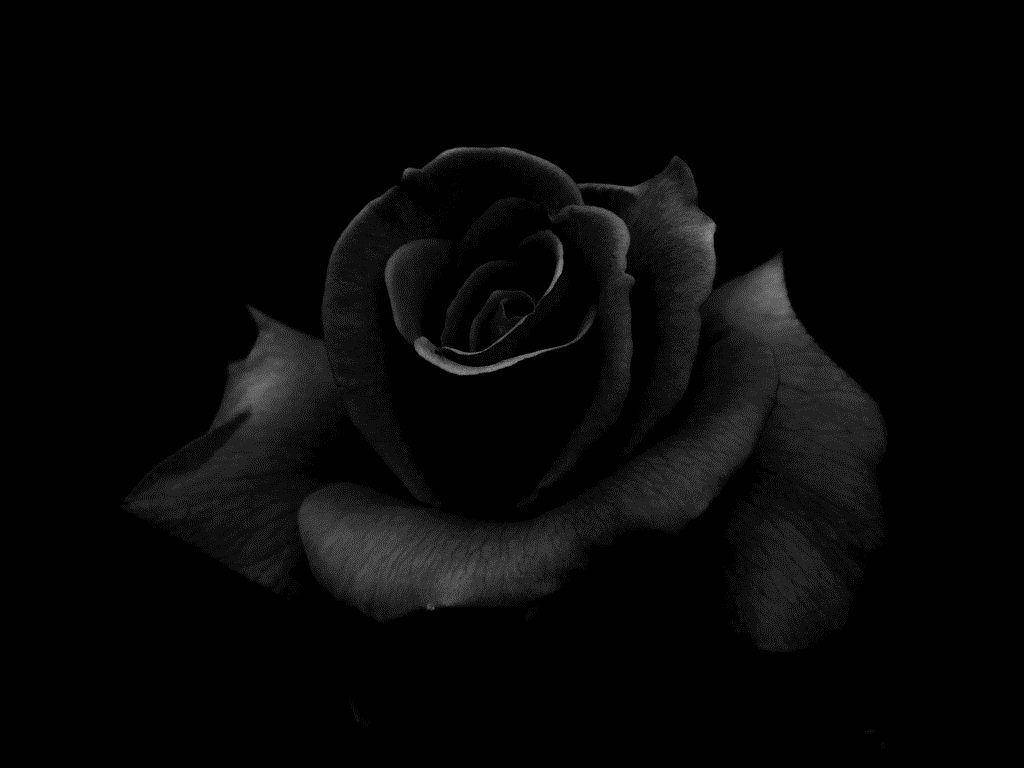 1024X768 Black Rose Wallpaper and Background