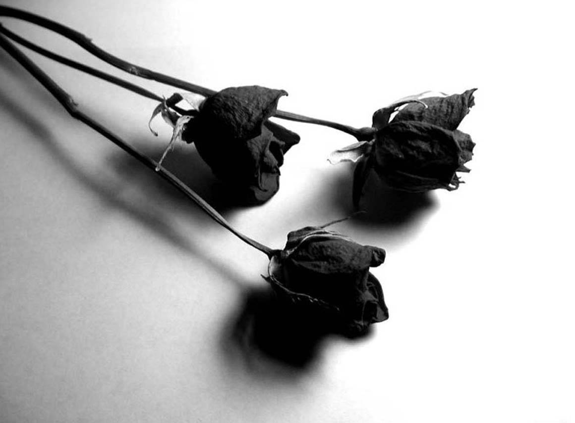 1160X855 Black Rose Wallpaper and Background