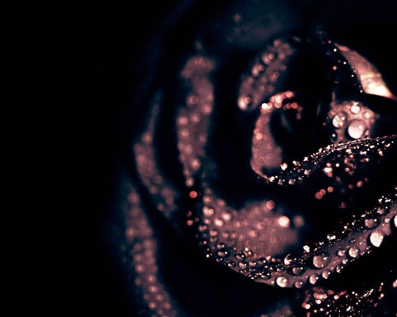 1280X1024 Black Rose Wallpaper and Background