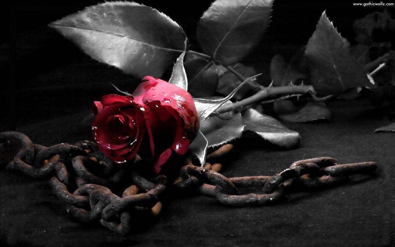 1280X800 Black Rose Wallpaper and Background