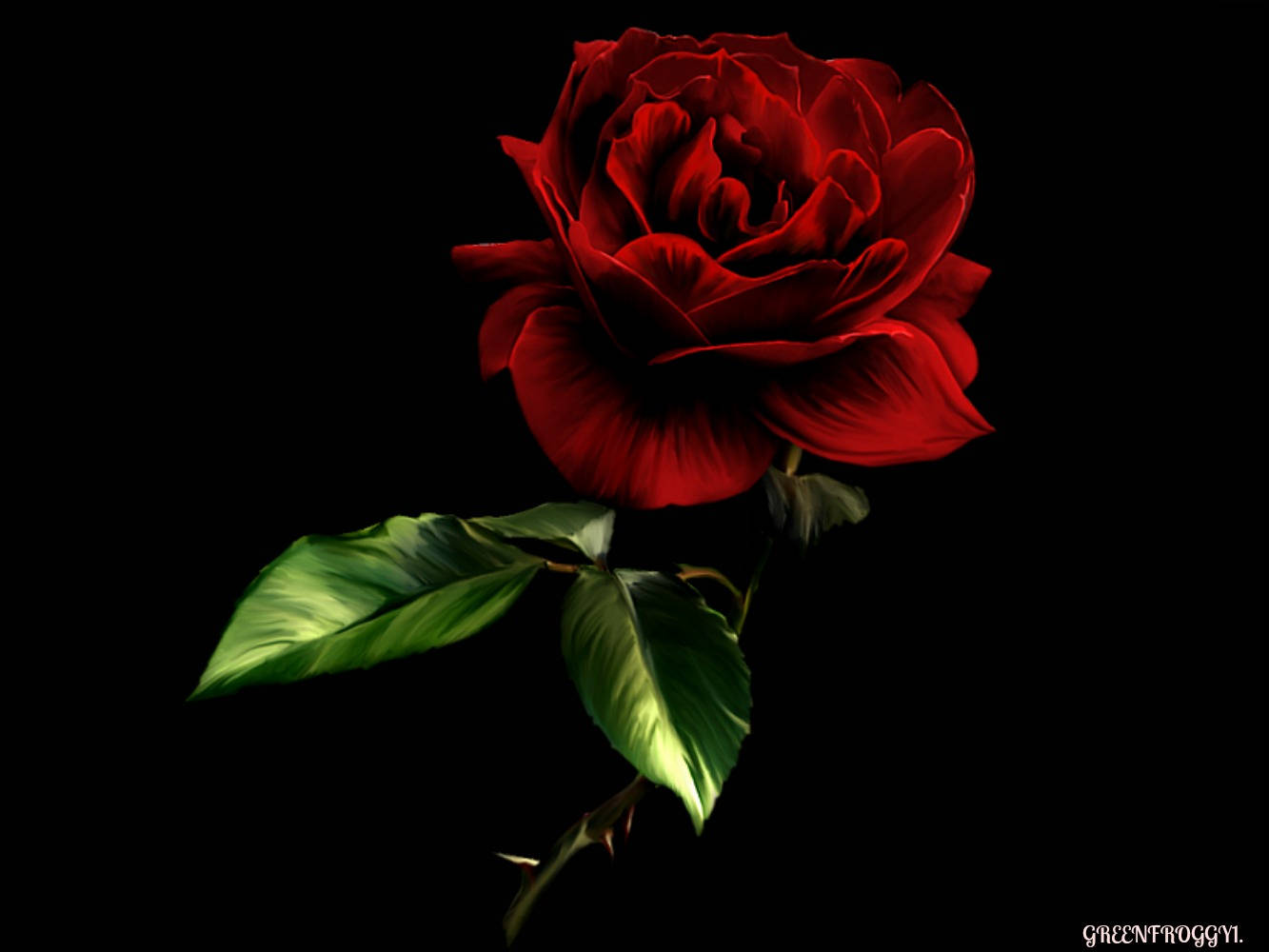 1333X1000 Black Rose Wallpaper and Background