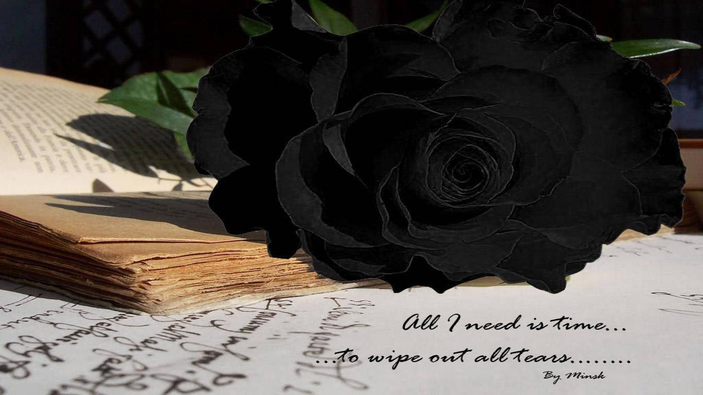 1366X768 Black Rose Wallpaper and Background