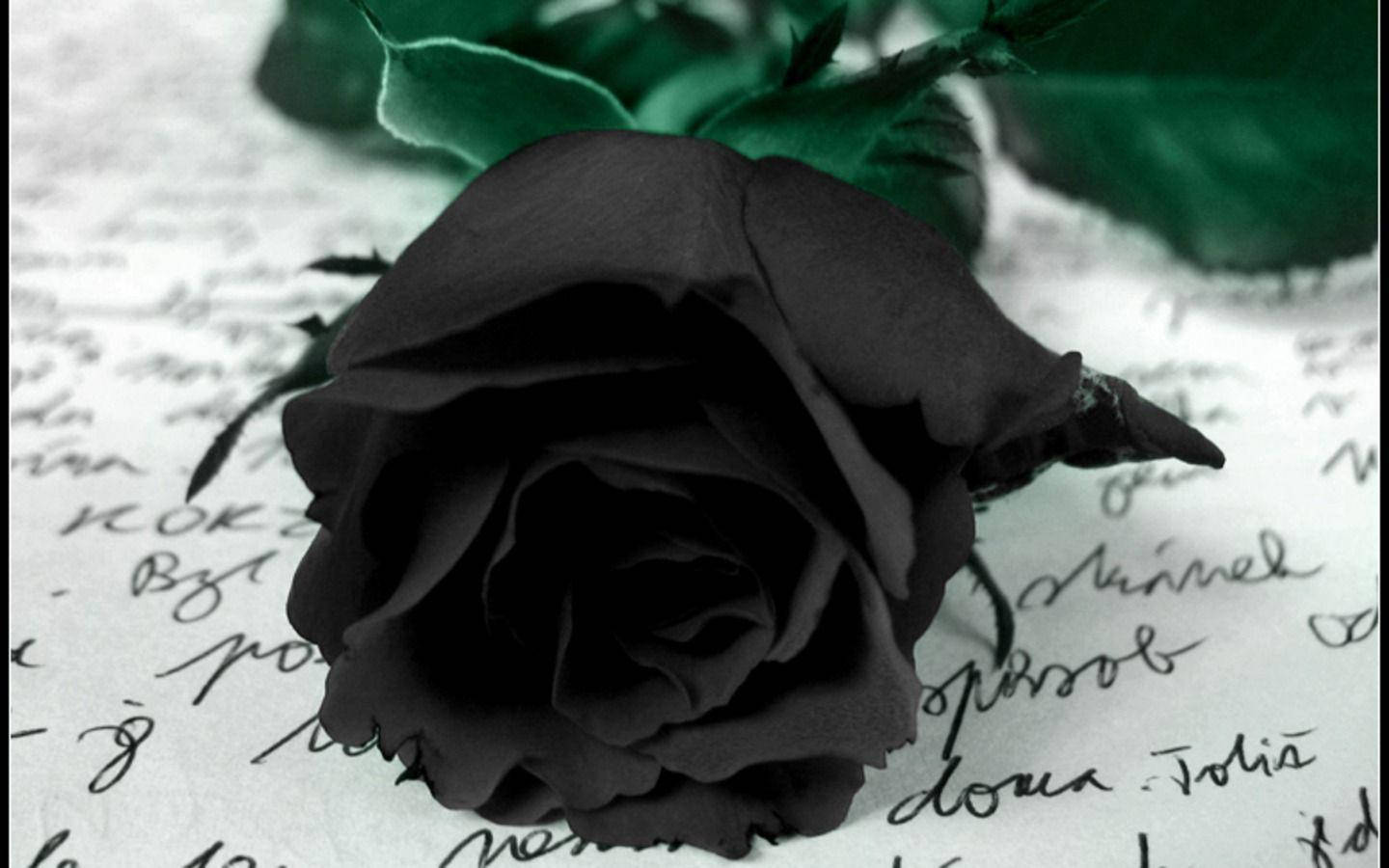 1440X900 Black Rose Wallpaper and Background