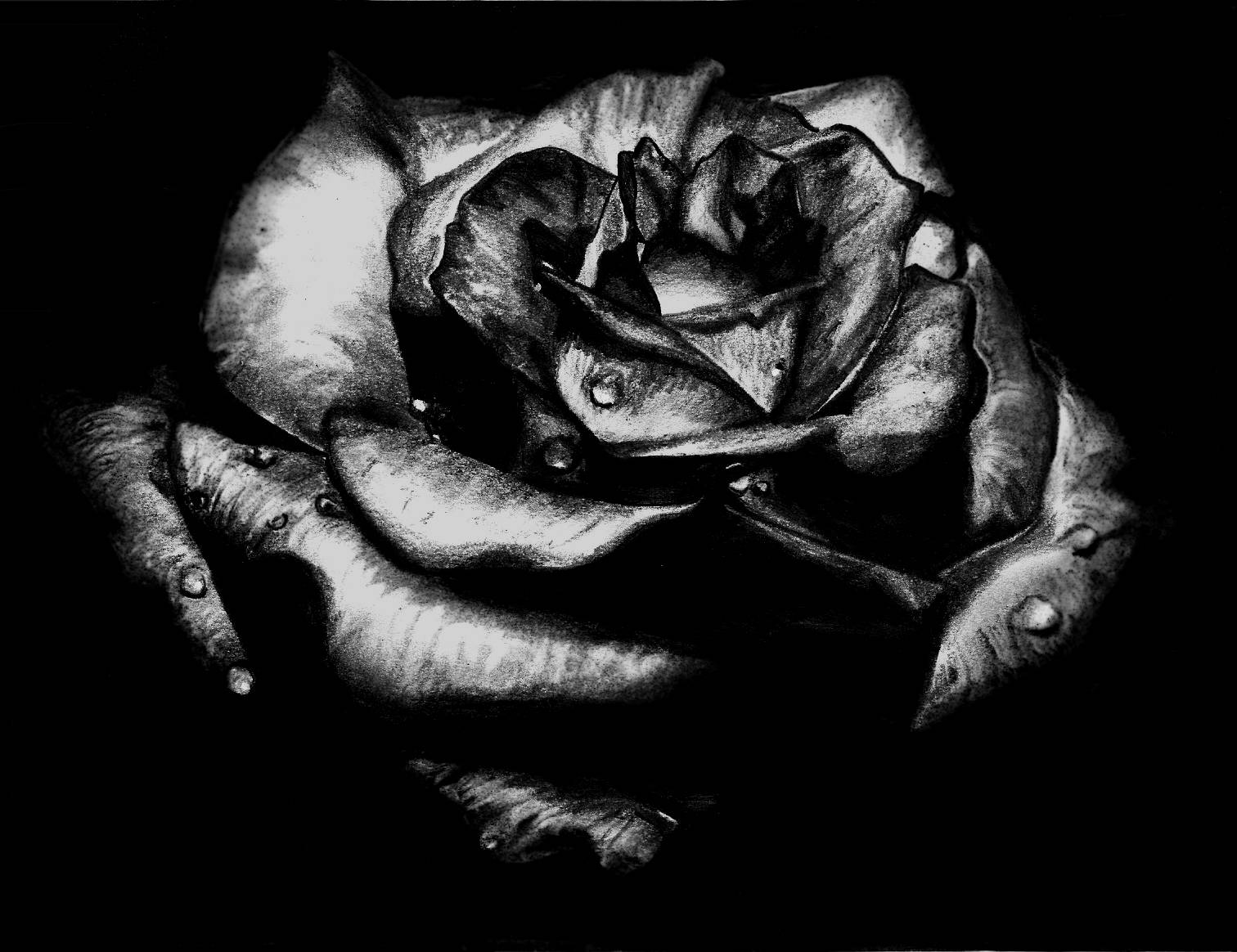 1512X1164 Black Rose Wallpaper and Background