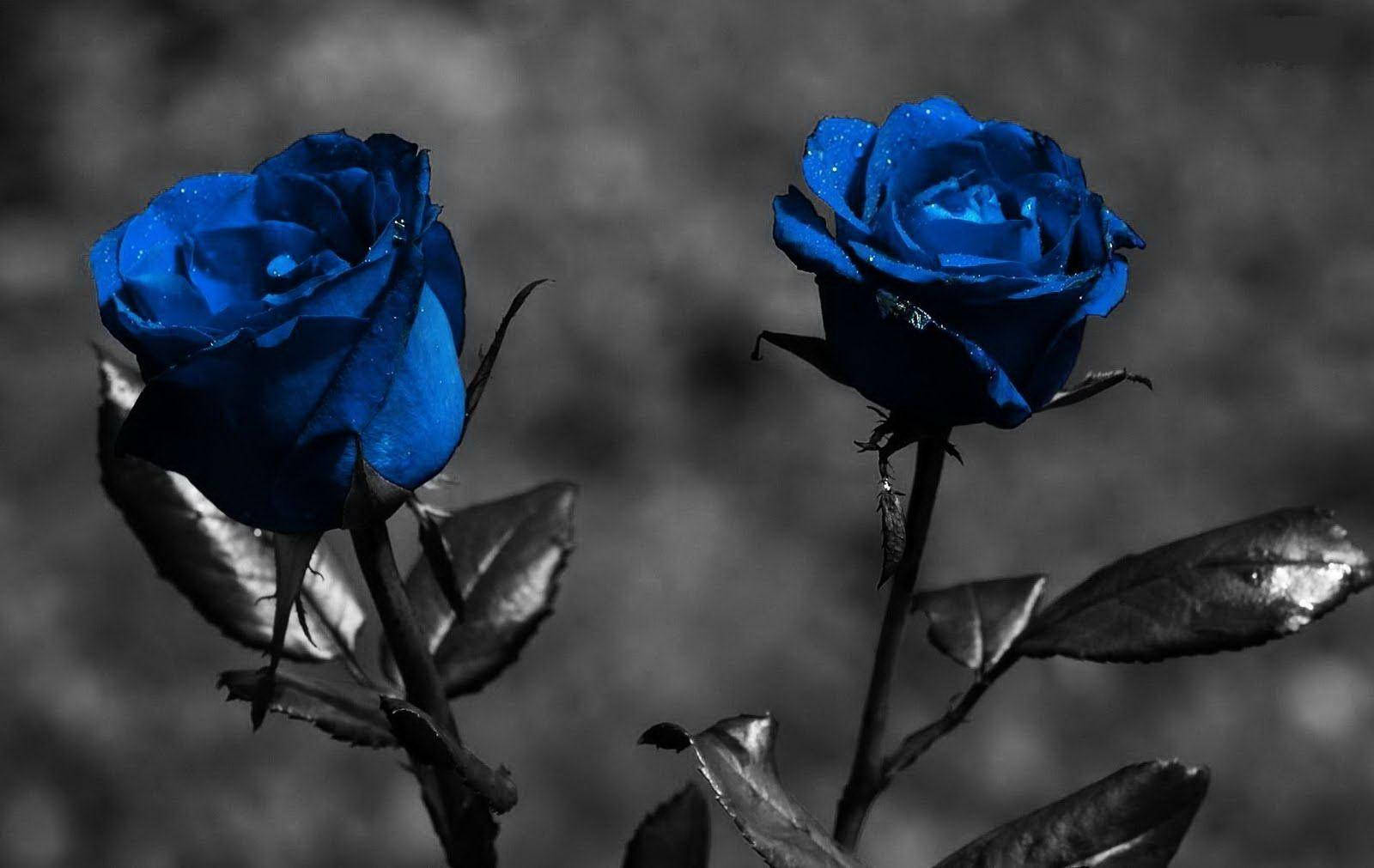 1600X1011 Black Rose Wallpaper and Background