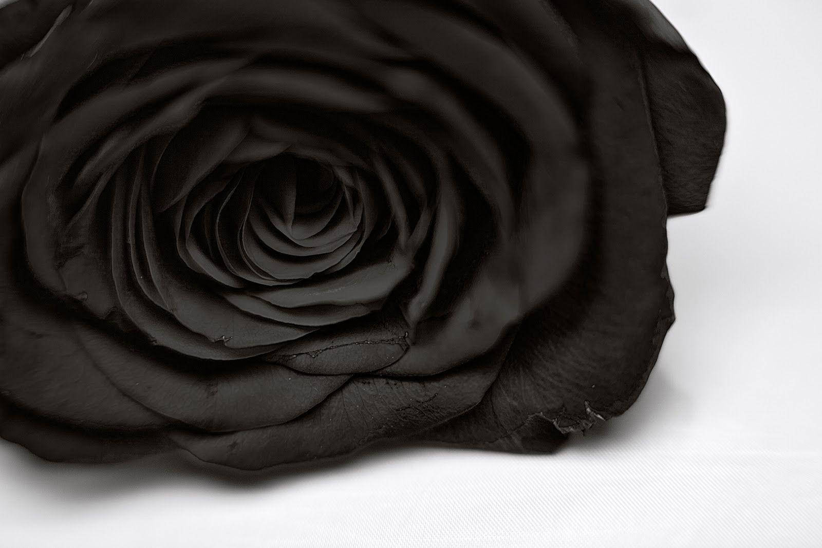 1600X1067 Black Rose Wallpaper and Background