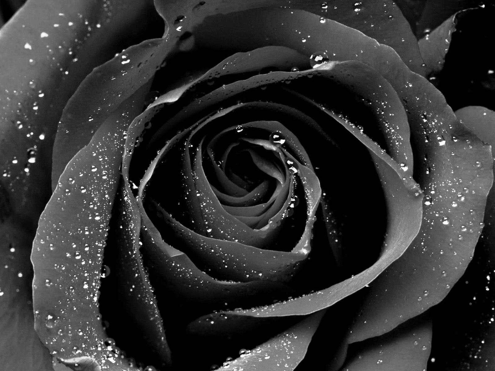 1600X1200 Black Rose Wallpaper and Background