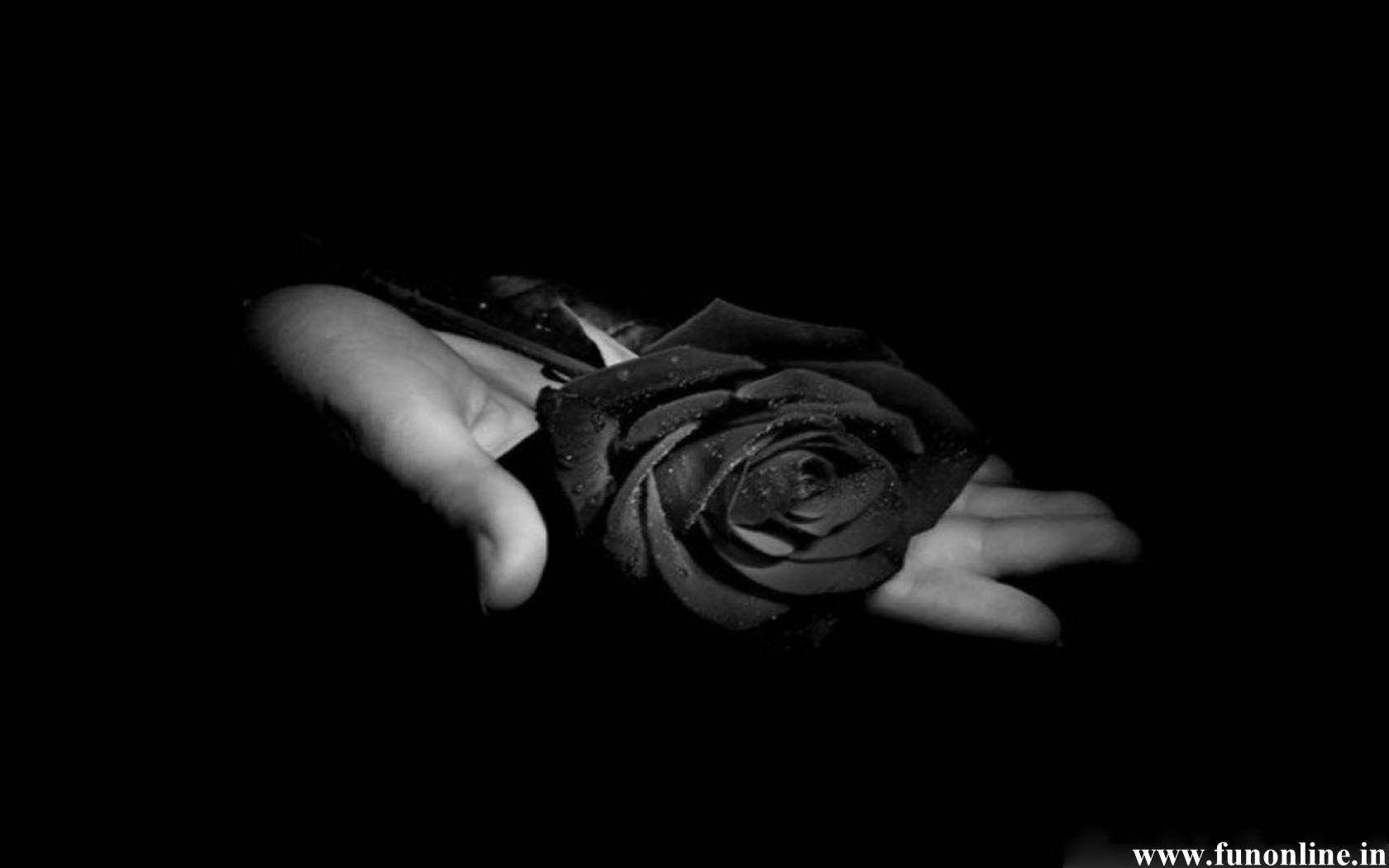 1680X1050 Black Rose Wallpaper and Background