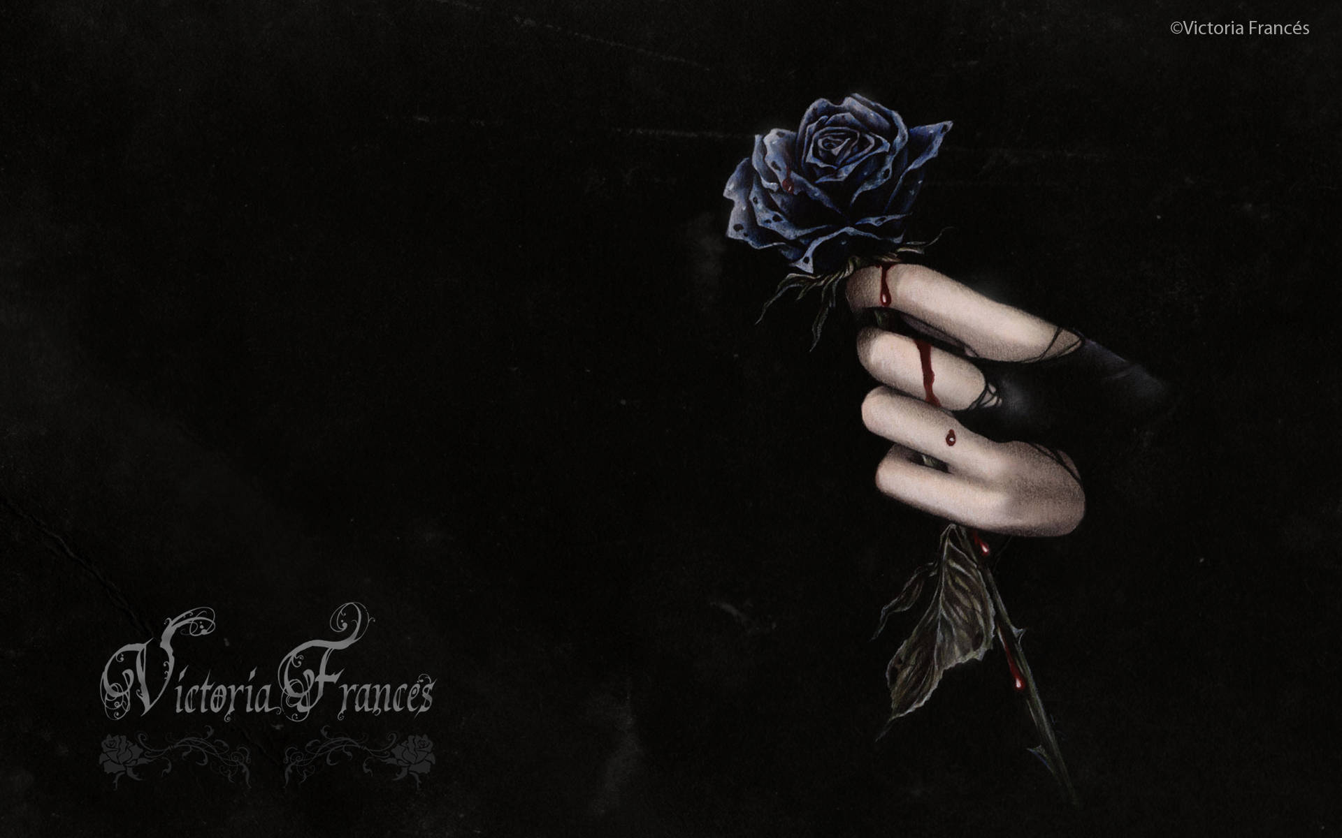 1920X1200 Black Rose Wallpaper and Background