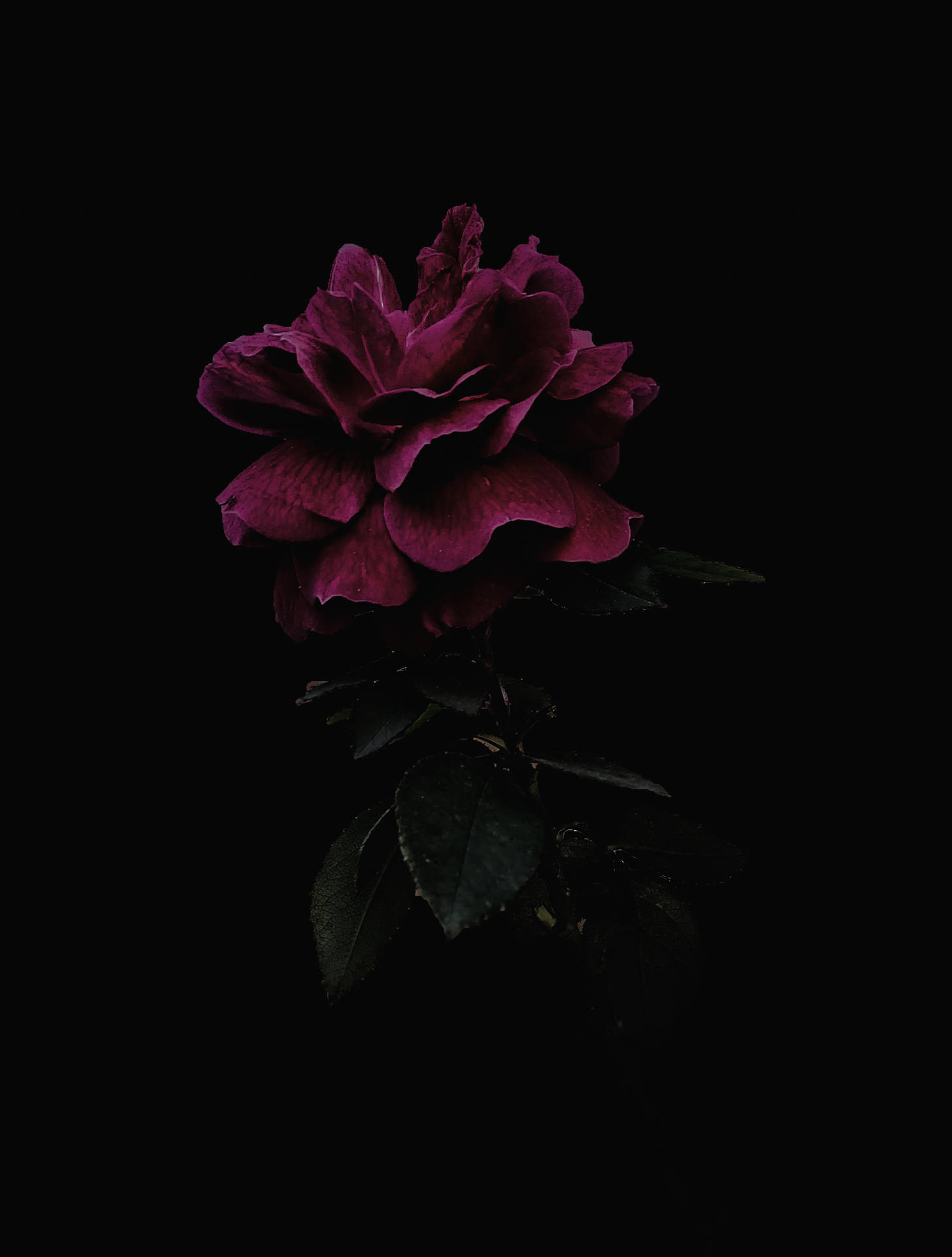 2000X2640 Black Rose Wallpaper and Background