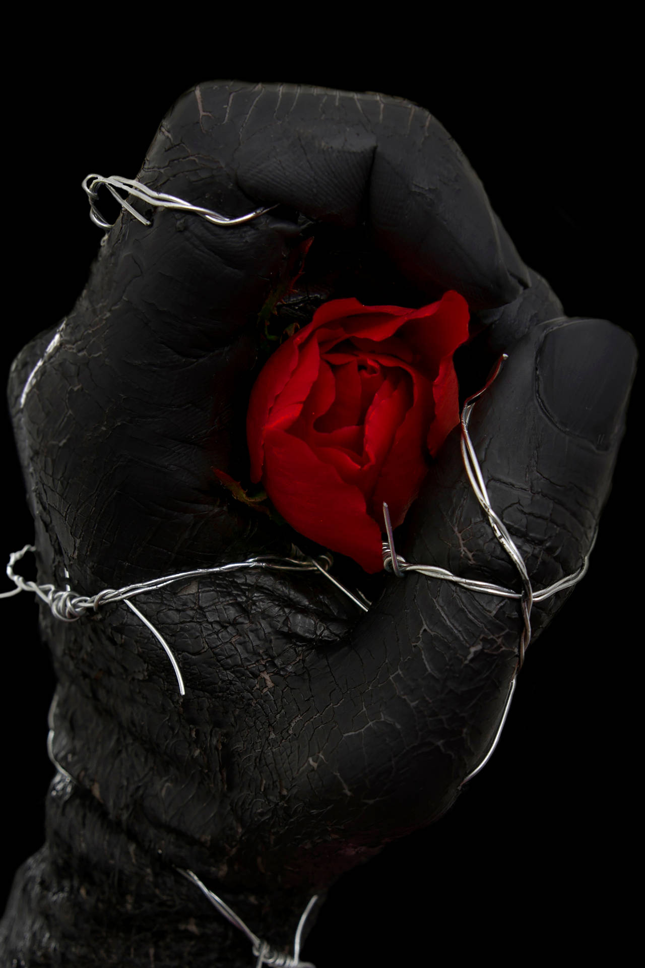 2000X3001 Black Rose Wallpaper and Background