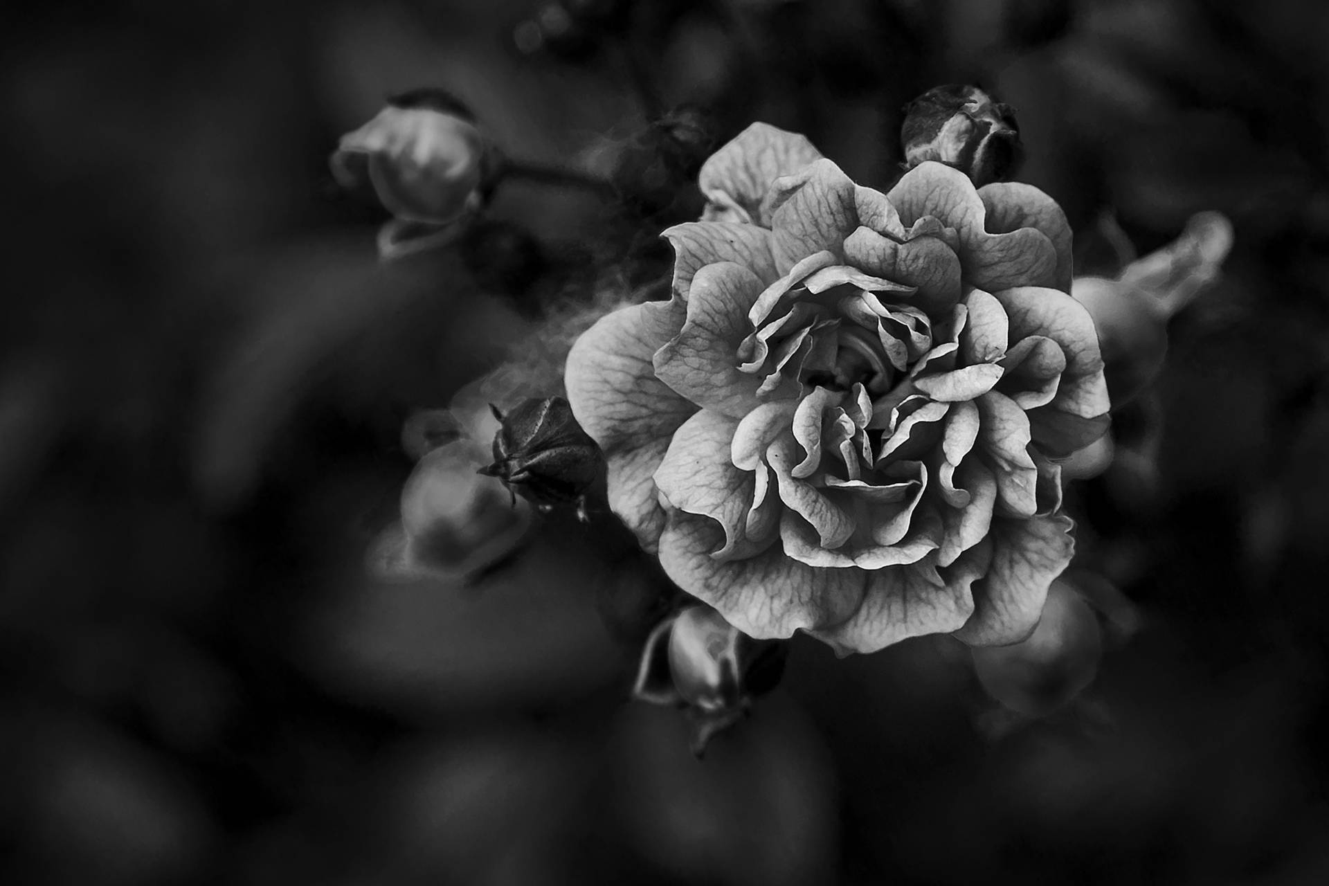 2048X1365 Black Rose Wallpaper and Background