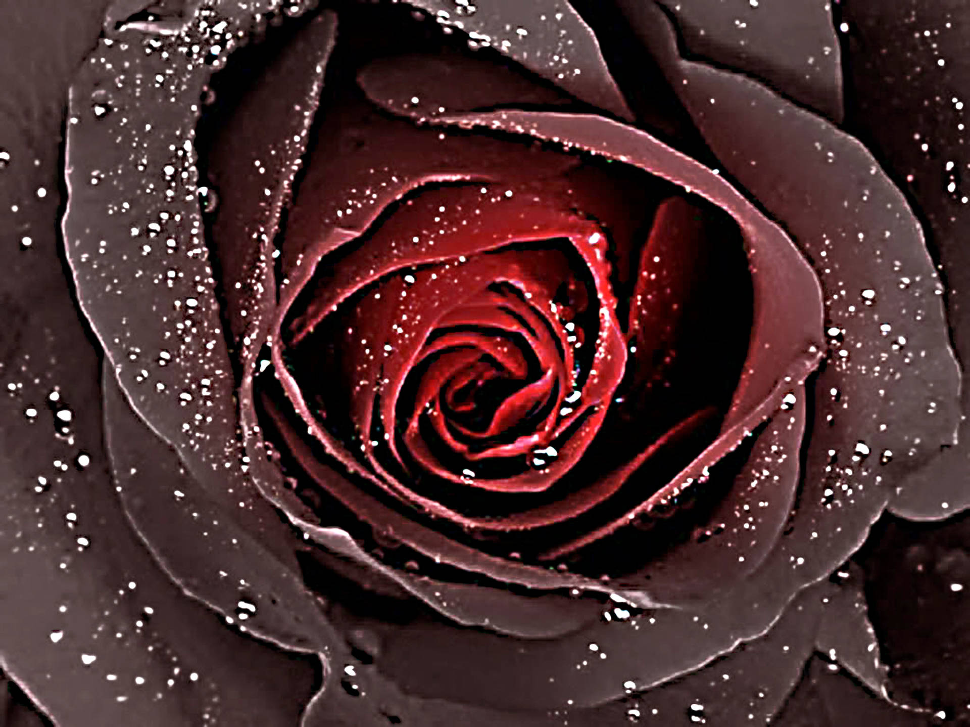 2137X1600 Black Rose Wallpaper and Background