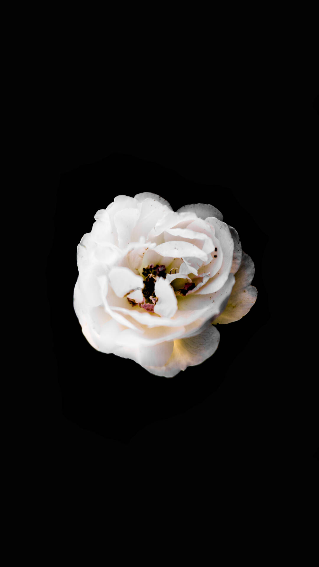 2180X3876 Black Rose Wallpaper and Background