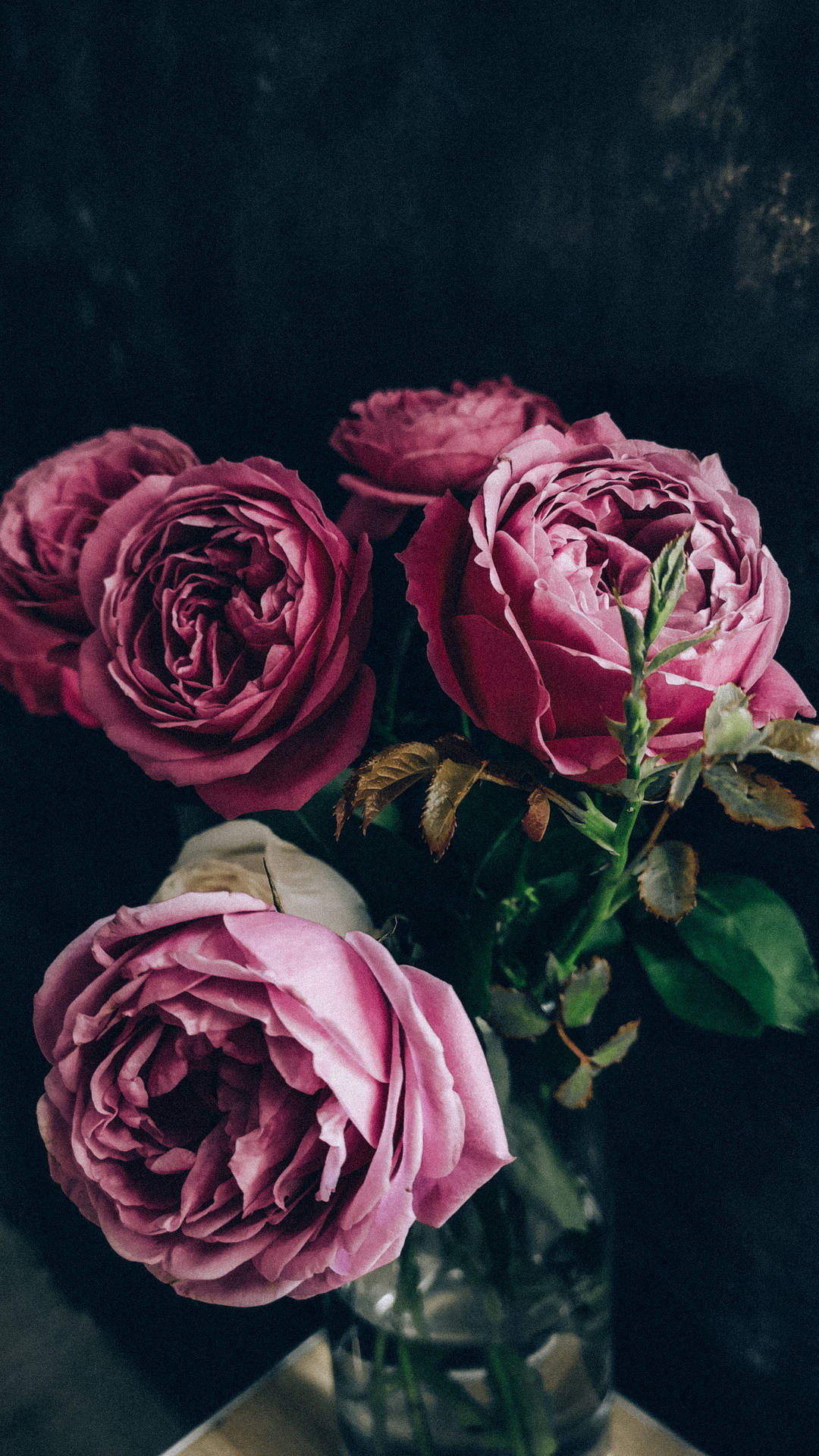 2250X4000 Black Rose Wallpaper and Background