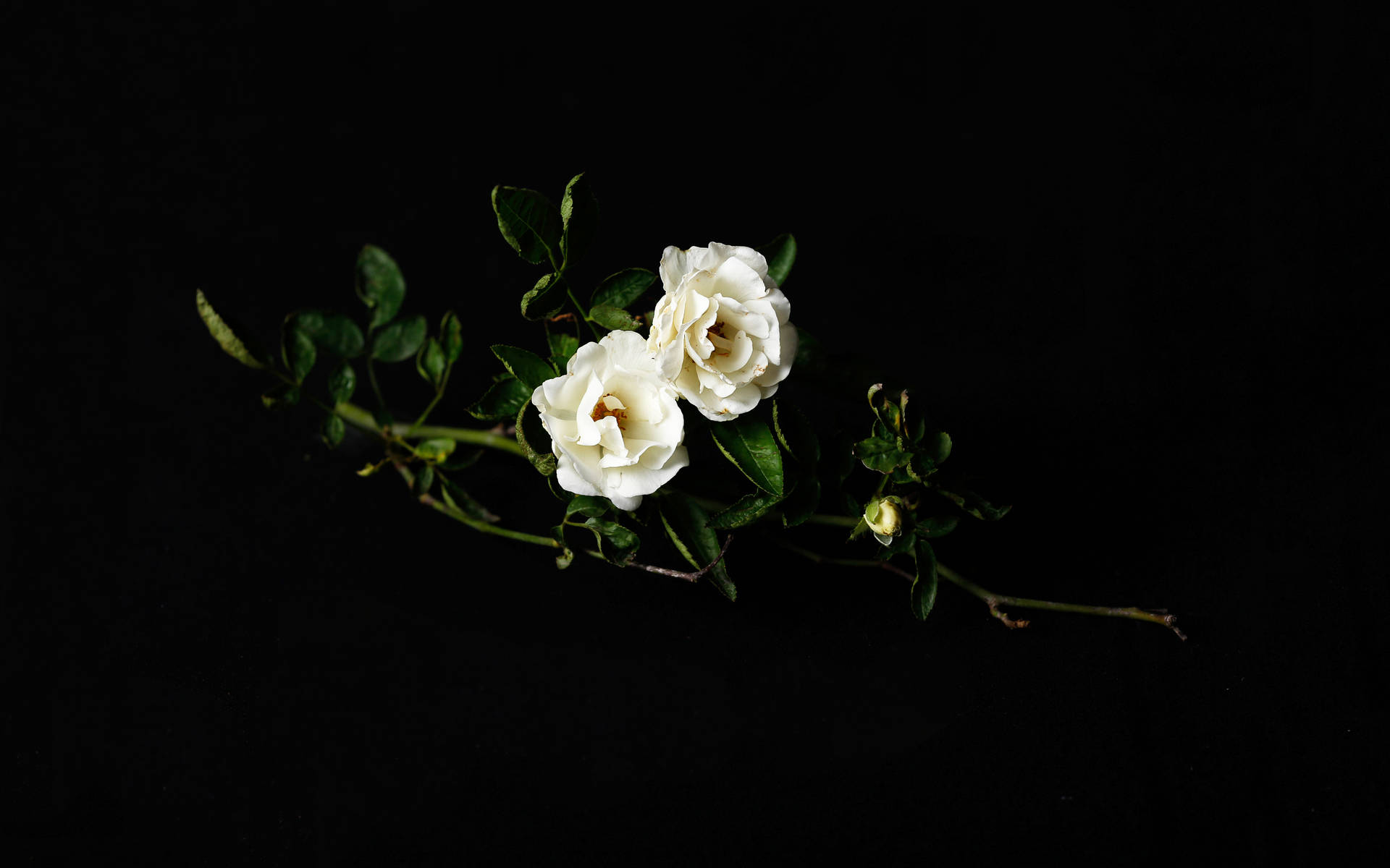 2338X1461 Black Rose Wallpaper and Background