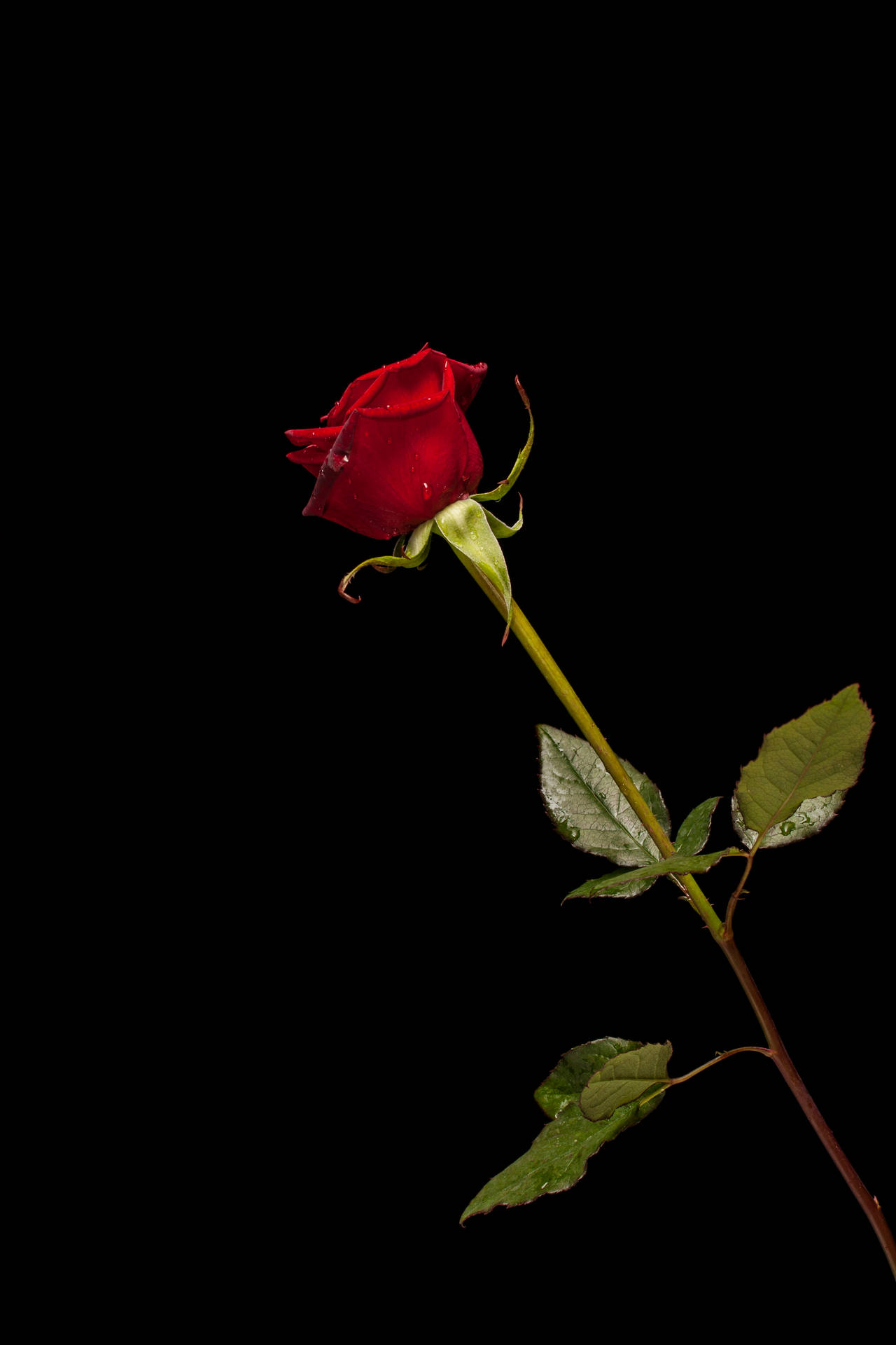 2592X3888 Black Rose Wallpaper and Background