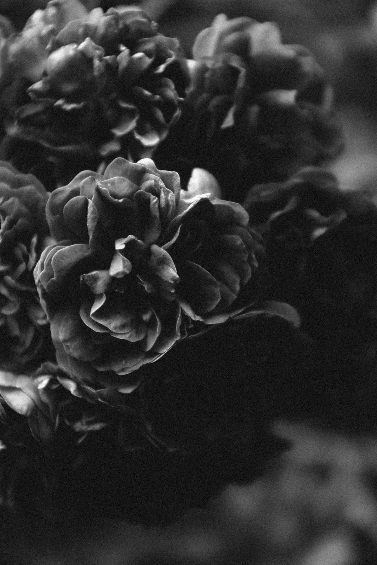 2784X4176 Black Rose Wallpaper and Background