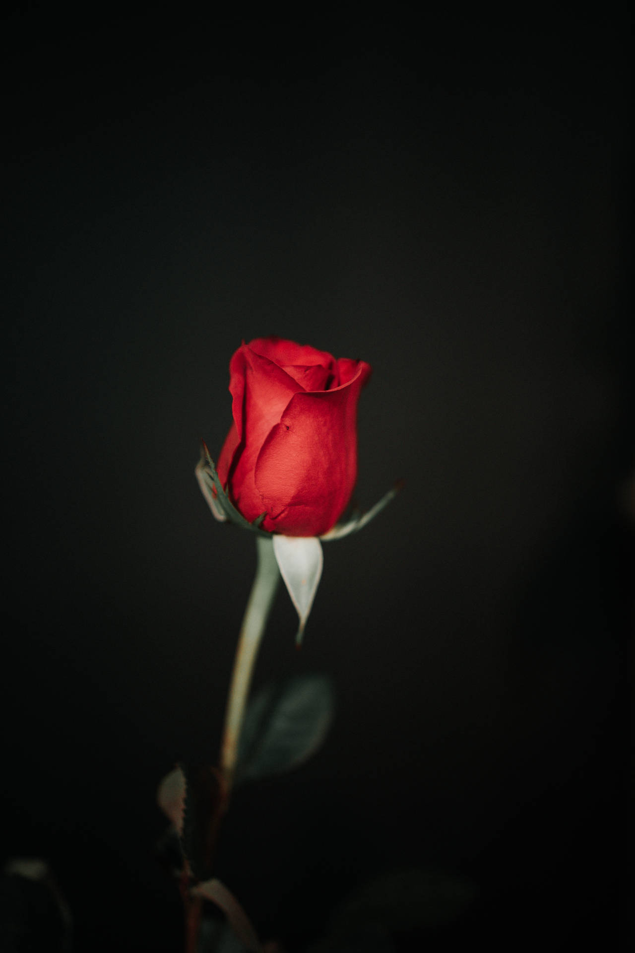 2828X4242 Black Rose Wallpaper and Background