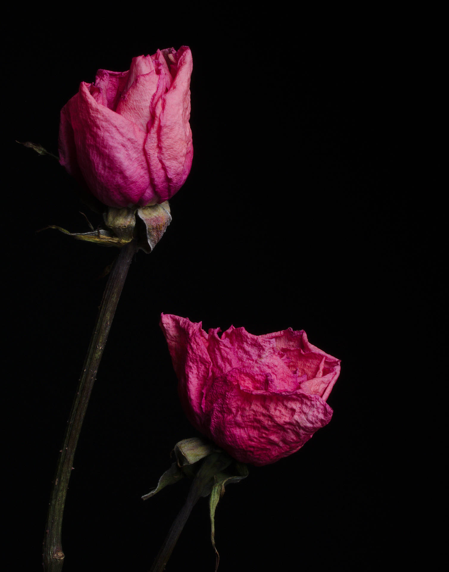 2851X3628 Black Rose Wallpaper and Background