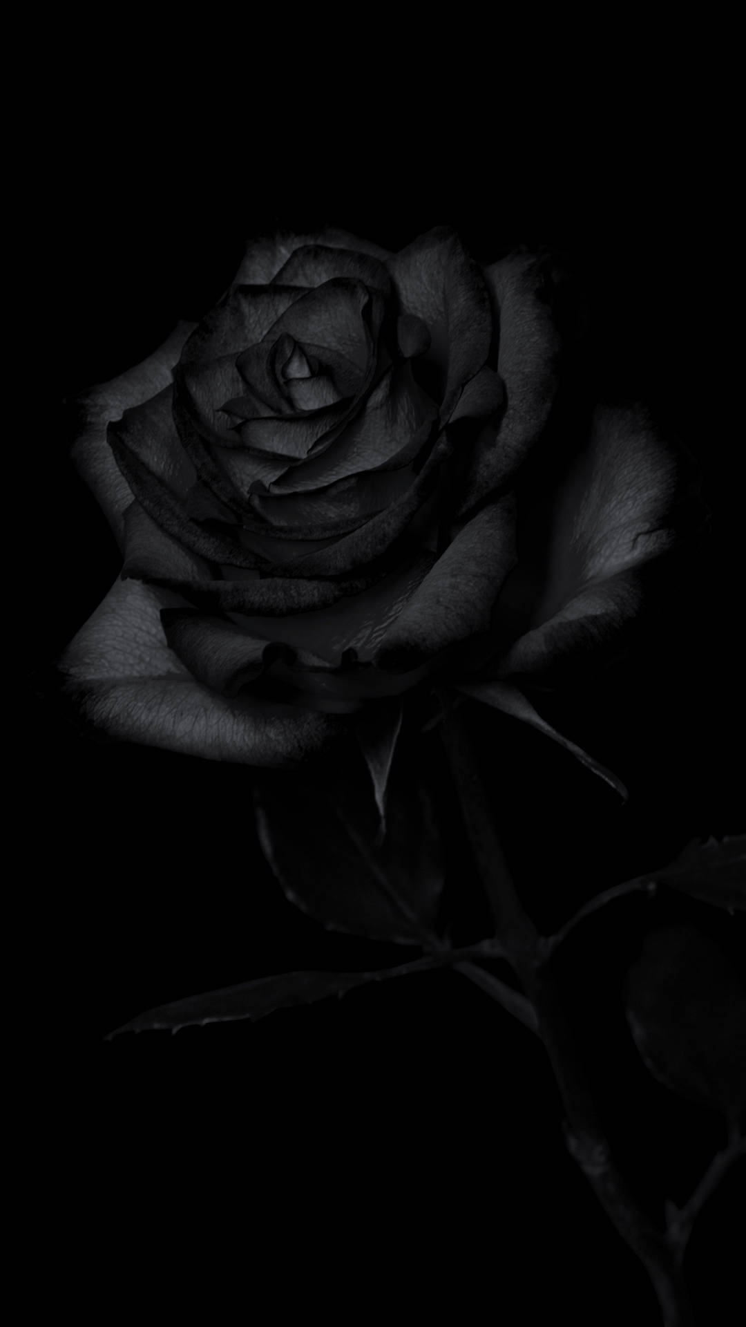 2868X5098 Black Rose Wallpaper and Background