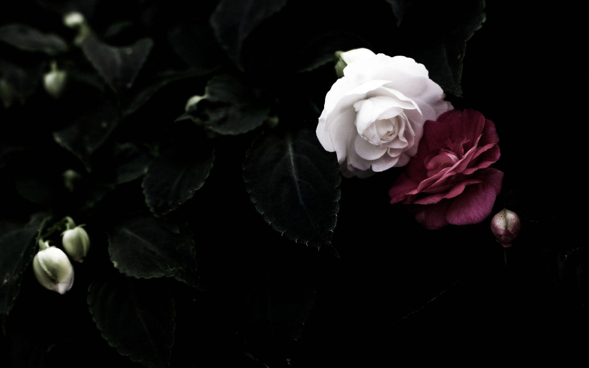 2880X1800 Black Rose Wallpaper and Background