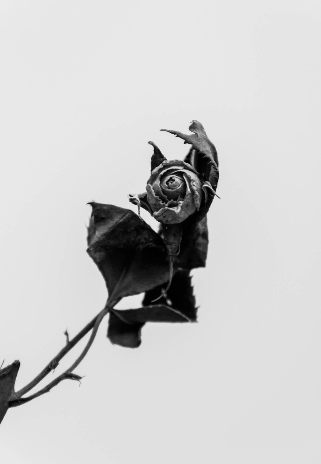 2986X4319 Black Rose Wallpaper and Background