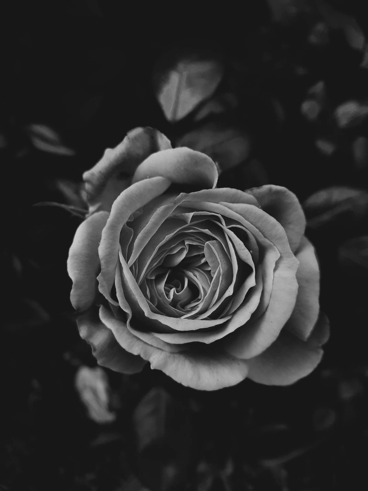3024X4032 Black Rose Wallpaper and Background